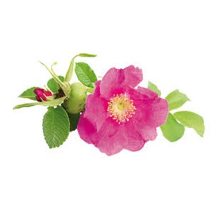 Huile de Rose musquee Bio 100ml Floressence